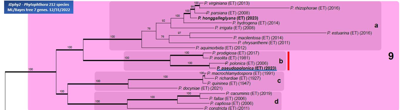    Phytophthora  spp. in subclade 9b:  portion of the seven-loci ML phylogeny featuring the type cultures of 212 described species (by T. Bourret). Notice the position of   P. pseudopolonica  selected specimen CBS 142610 = Samp;T BL 221 . Gloria Abad, USDA Samp;T.
